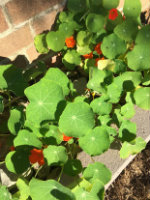 Home grown Nasturtium flowers